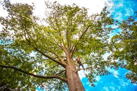 Best Tree Cabling and Bracing  in Potomac, MD