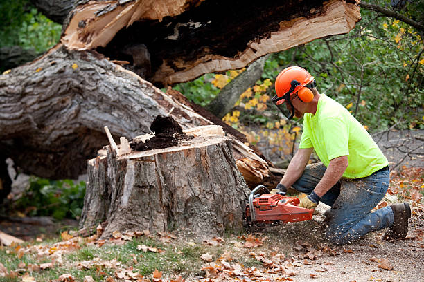How Our Tree Care Process Works  in  Potomac, MD