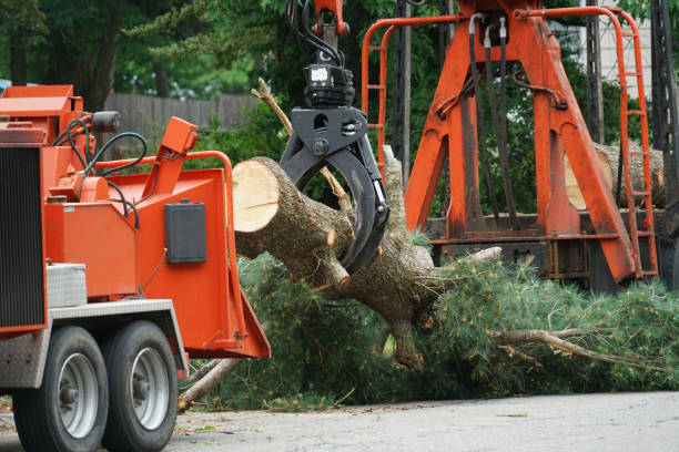 Best Arborist Consultation Services  in Potomac, MD